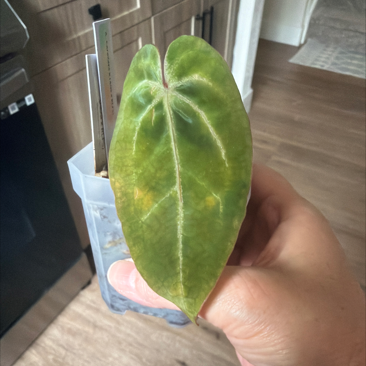 Photo of the plant species Ace Of Spades by @MomentousBonsai named (T) CaraZara x (AOS x RLFS) on Greg, the plant care app
