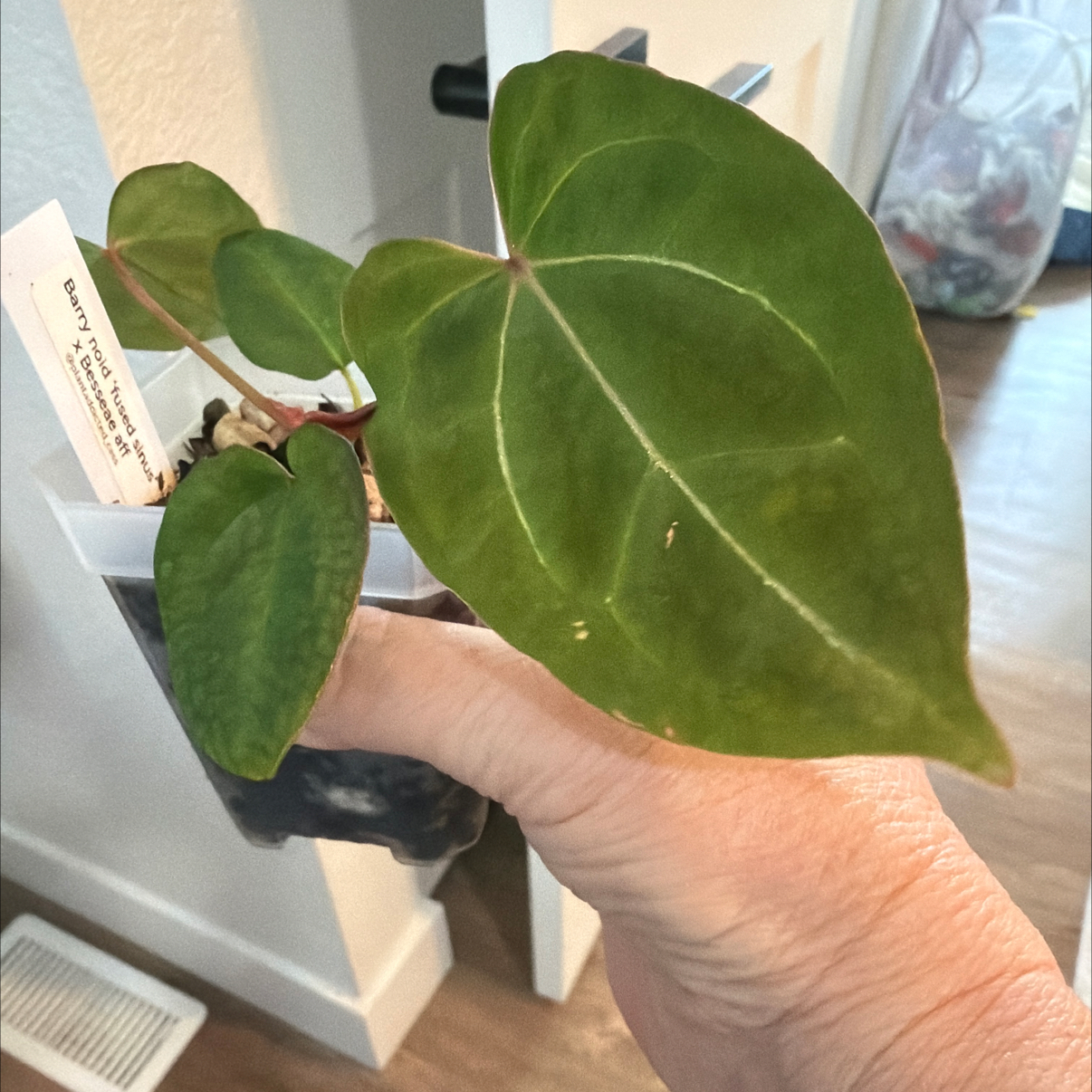 Photo of the plant species Anthurium besseae aff. by @MomentousBonsai named ^Barry NOID “fused sinus” x bessea aff cabinet on Greg, the plant care app