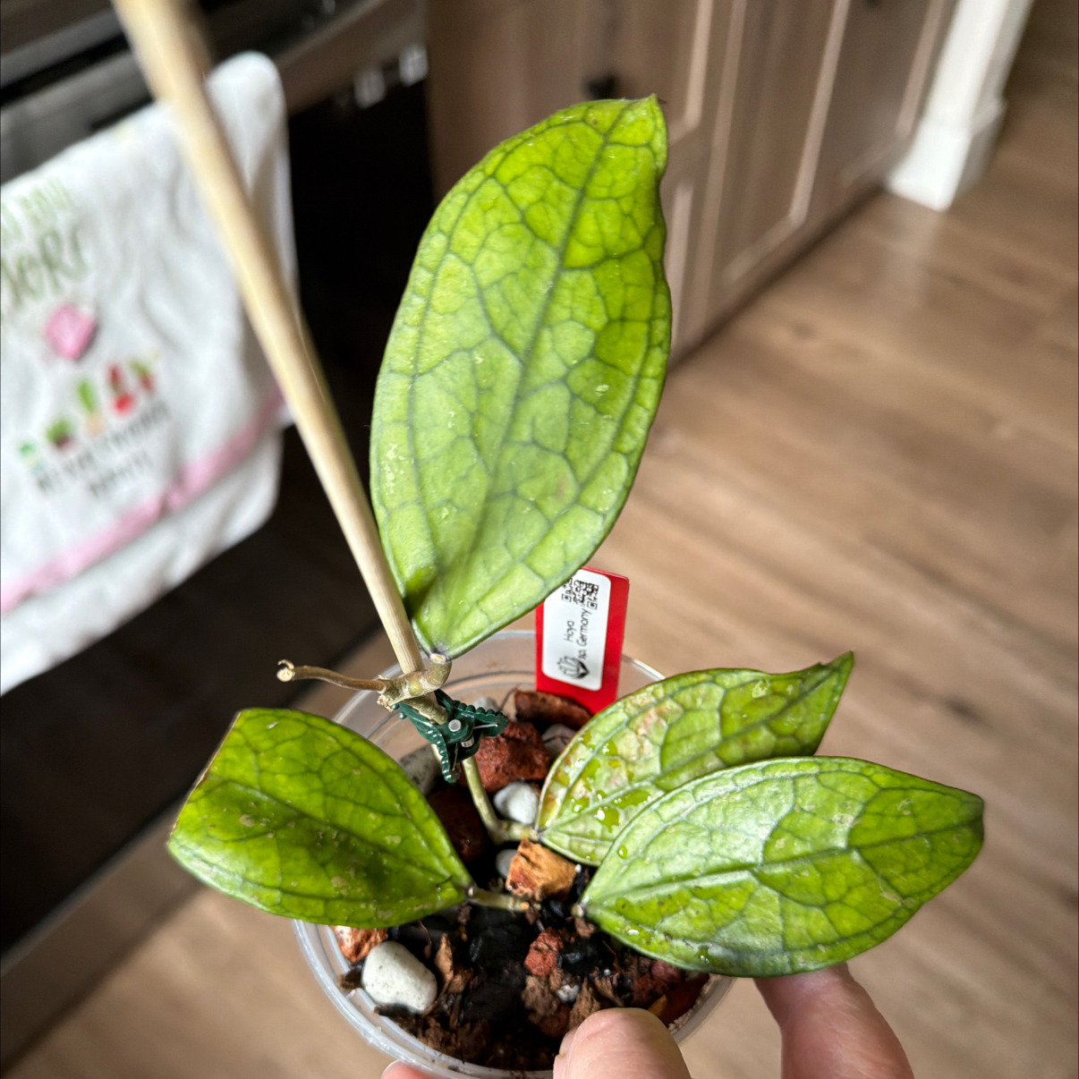 Photo of the plant species Hoya Germany by @MomentousBonsai named Fernie Mercury dining room window on Greg, the plant care app