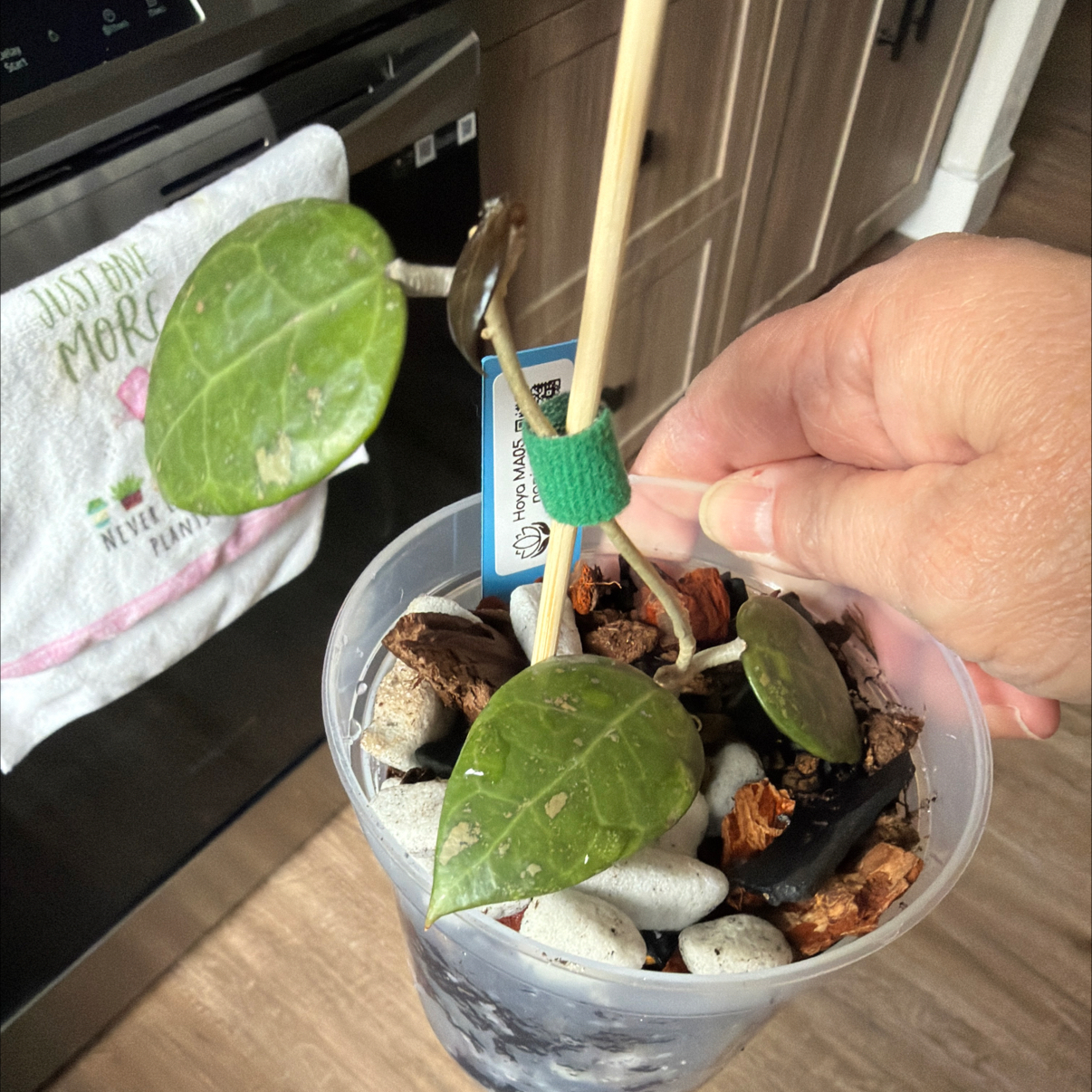 Photo of the plant species Hoya 'Rebecca' by @MomentousBonsai named Hoya MA05 nanjak ladang dining room window on Greg, the plant care app