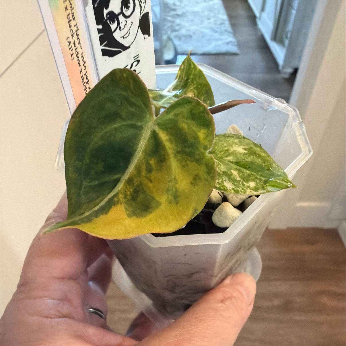 Photo of the plant species Anthurium Indo Pap × Forgetii × Black Widow × Michelle (AP1) by @MomentousBonsai named ^Solar Flare our room cabinet on Greg, the plant care app
