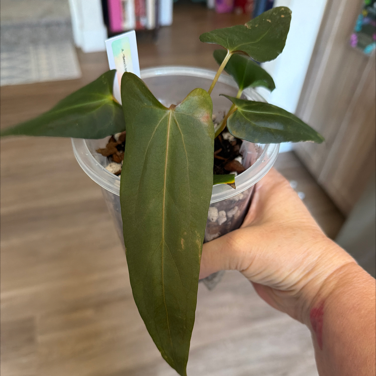 Photo of the plant species Anthurium NOID by @MomentousBonsai named “Bench” hybrid plant room on Greg, the plant care app