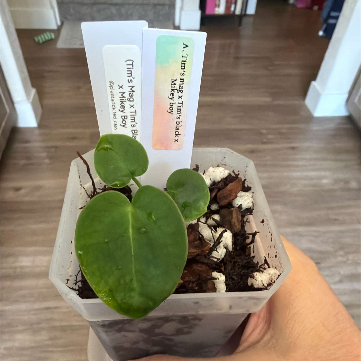 Photo of the plant species Anthurium Magnificum X Michelle by @MomentousBonsai named ^Tim’s Mag x Tim’s Black x Mikey Boy on Greg, the plant care app