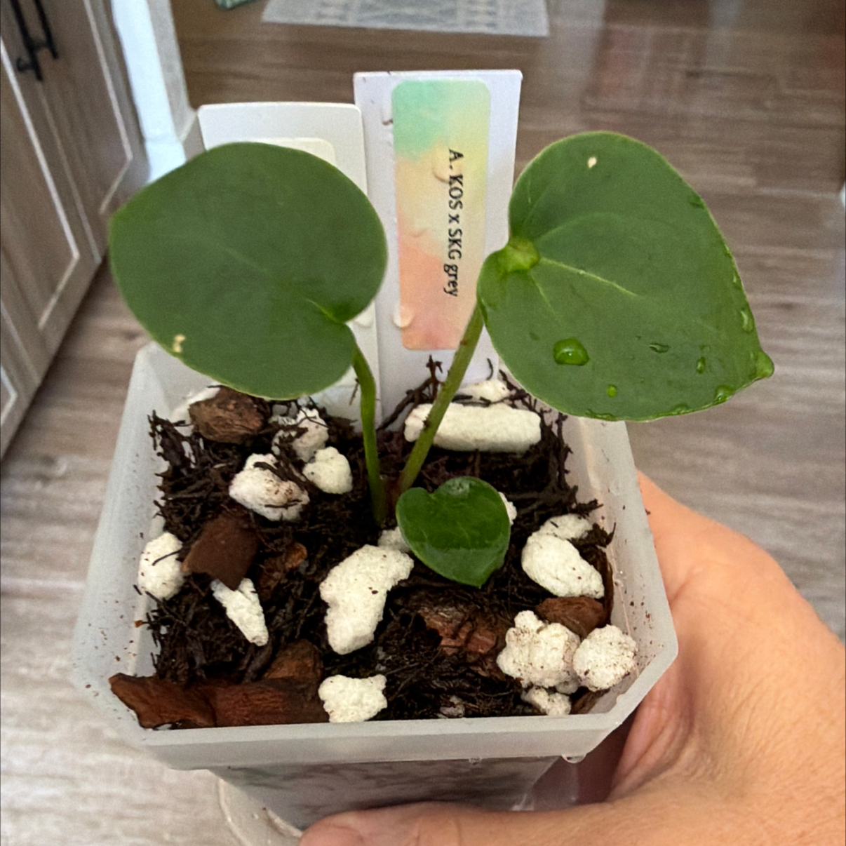 Photo of the plant species Anthurium King of Spades by @MomentousBonsai named ^KOS x SKG Grey on Greg, the plant care app
