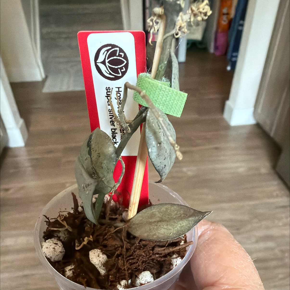 Photo of the plant species Hoya khroniana Silver Splash by @MomentousBonsai named Khroniana super silver black plant room on Greg, the plant care app