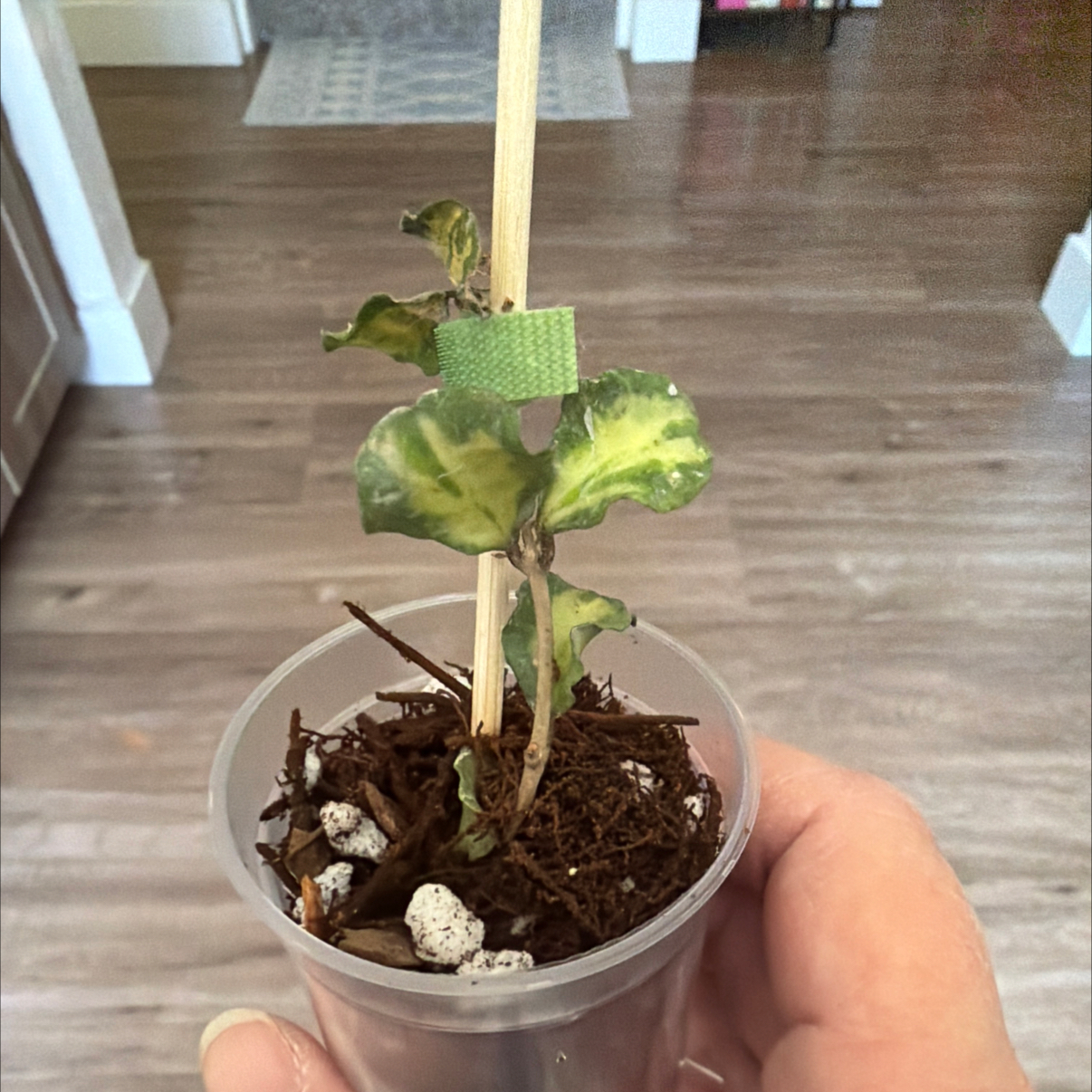 Photo of the plant species Hoya kanyakumariana by @MomentousBonsai named Kanyakumariana var plant room on Greg, the plant care app