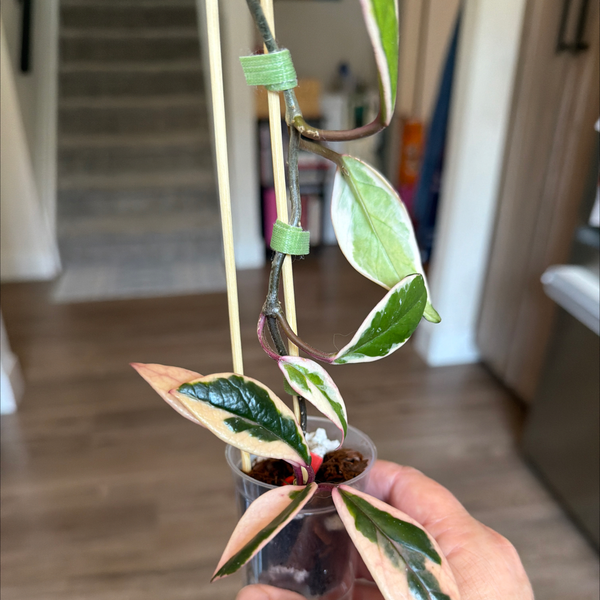 Photo of the plant species Hoya ‘Flamingo Dreams’ by @MomentousBonsai named Tupot amaroot on Greg, the plant care app