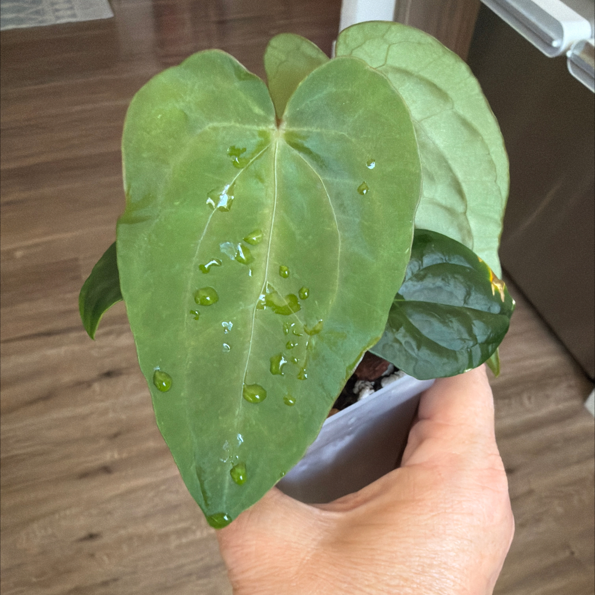 Photo of the plant species Ace Of Spades by @MomentousBonsai named ^A AOS x FSRL on Greg, the plant care app