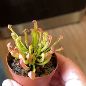 Photo of the plant species Trumpet Pitcher Plant by @MomentousBonsai named Spike Leaves dining room window on Greg, the plant care app