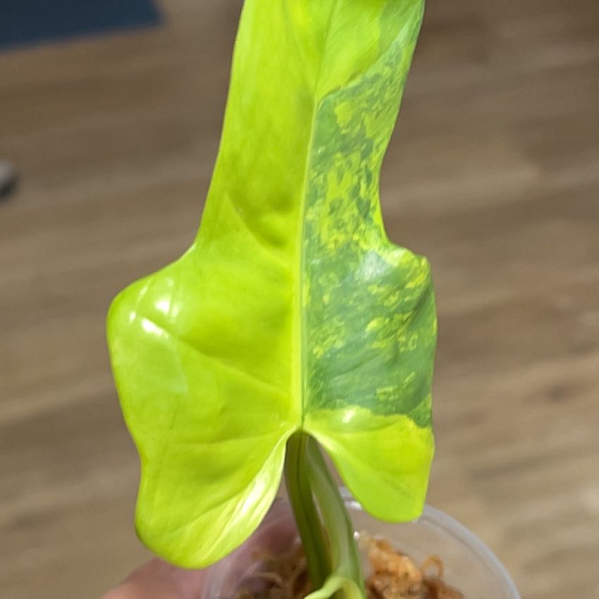 Photo of the plant species Variegated Bipennifolium by @MomentousBonsai named P. P. our room table on Greg, the plant care app