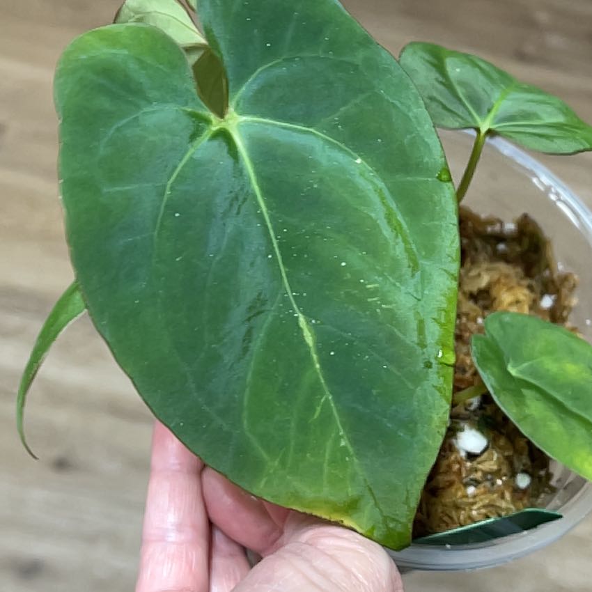 Photo of the plant species Anthurium Bvep by @MomentousBonsai named Fat Velvet (fat mama x BVEP) plant room on Greg, the plant care app