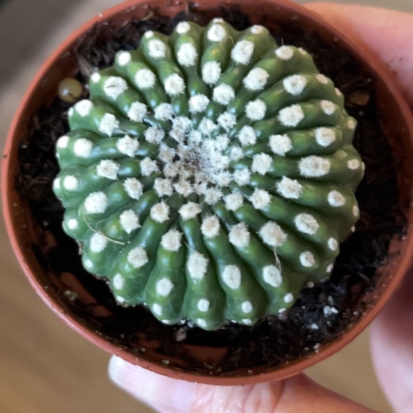 Photo of the plant species Stenocactus by @MomentousBonsai named Marilyn dining room window on Greg, the plant care app
