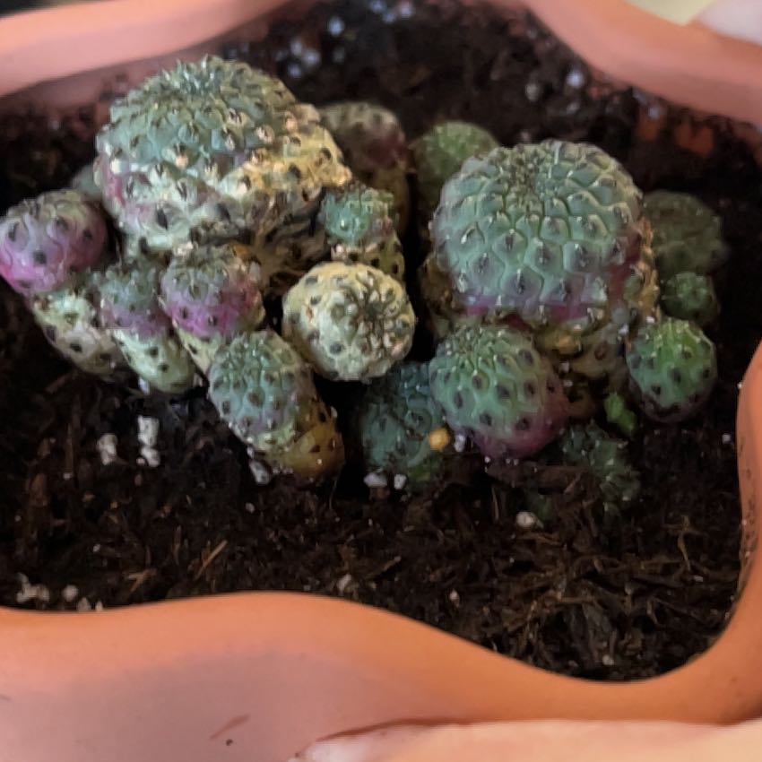 Photo of the plant species Violet Skin Cactus by @MomentousBonsai named Khaleesi dining room window shelf on Greg, the plant care app
