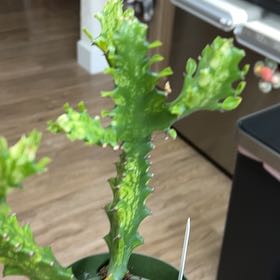 Photo of the plant species 'Ghost Cactus' by @MomentousBonsai named Fernie Mercury dining room window shelf on Greg, the plant care app