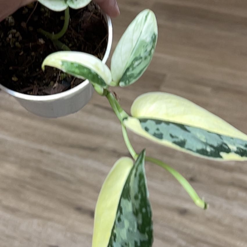 Photo of the plant species Variegated Scindapsus Mayari by @MomentousBonsai named Rosa hanging top right living room on Greg, the plant care app
