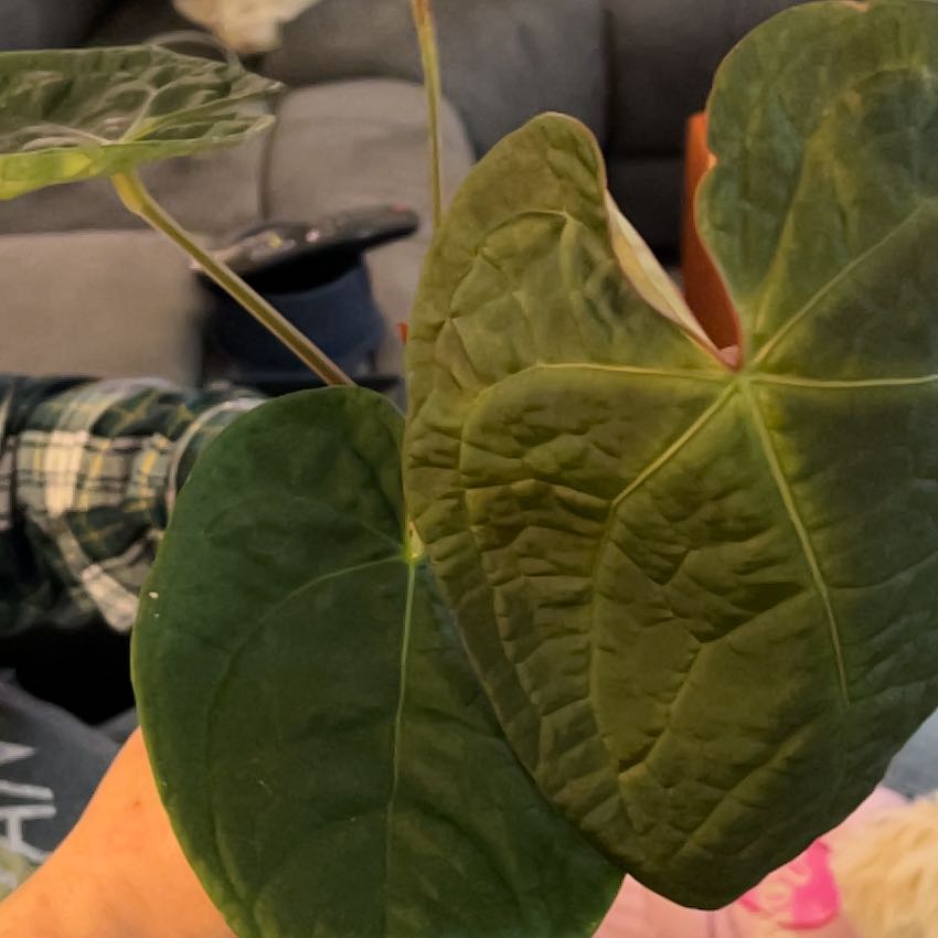 Anthurium Magnificum x Luxurians Plant Care: Water, Light