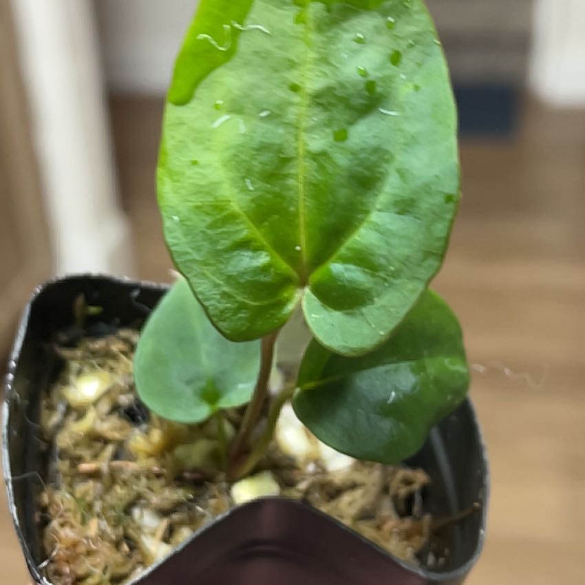 Photo of the plant species Ace Of Spades by @MomentousBonsai named CaraZara x (AOS x RLFS) our room cabinet on Greg, the plant care app