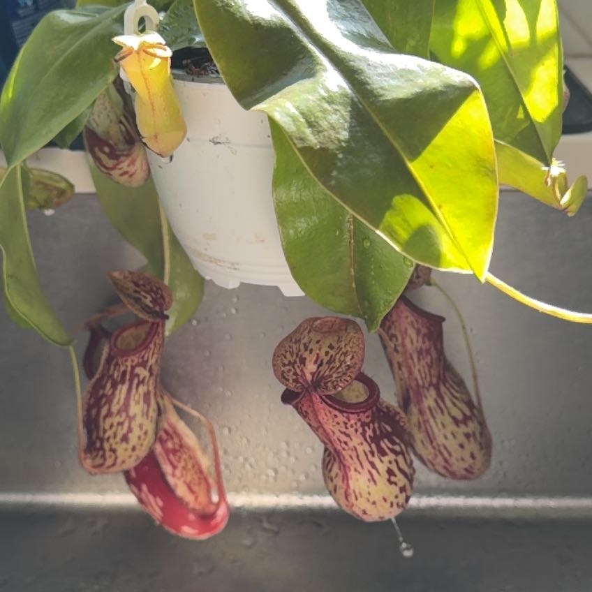 Photo of the plant species Nepenthes 'Miranda' by @MomentousBonsai named Tree Diddy plant room on Greg, the plant care app