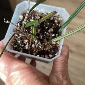 Photo of the plant species Hoya insularis by @MomentousBonsai named Osmo our room table on Greg, the plant care app