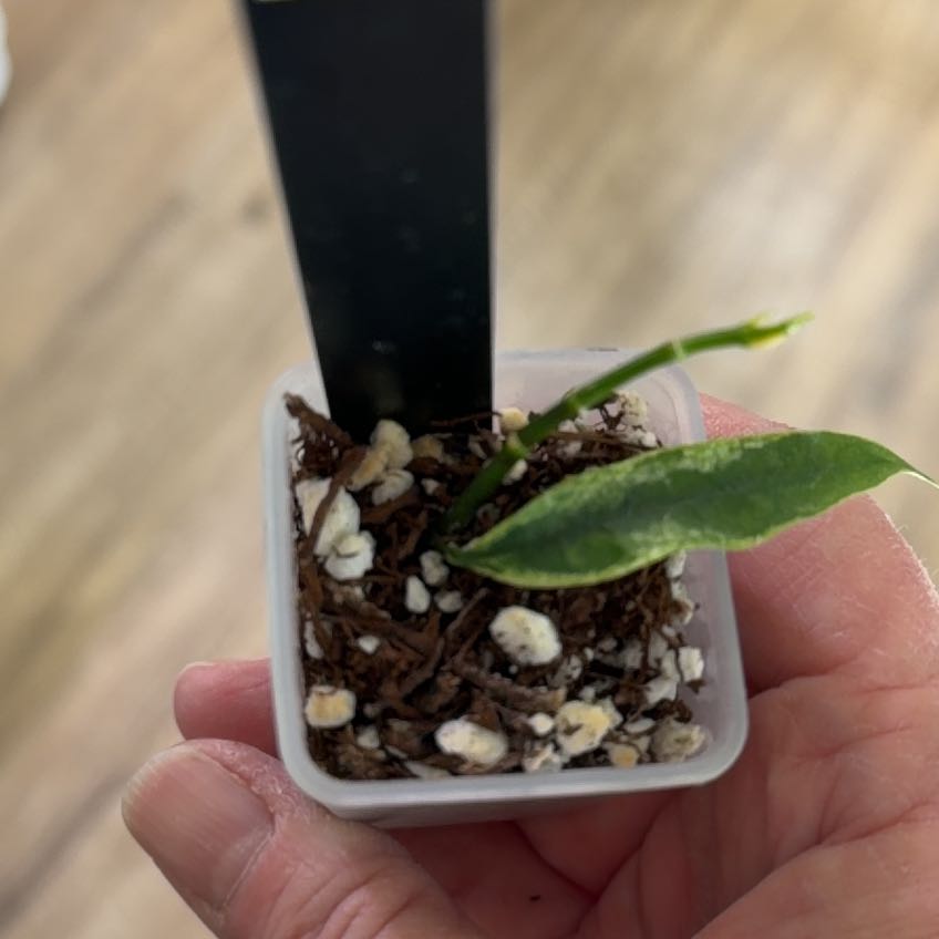 Photo of the plant species Hoya yingjiangensis by @MomentousBonsai named Gates plant room on Greg, the plant care app