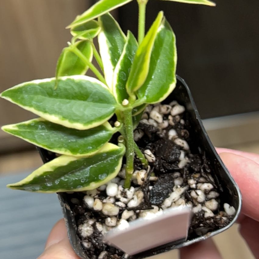 Photo of the plant species Hoya bella albomarginata by @MomentousBonsai named Rihanna our room shelf on Greg, the plant care app