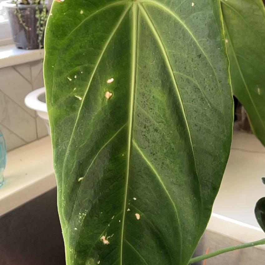 Photo of the plant species Anthurium Xenomorph by @MomentousBonsai named Warocqueanum “Esmeralda “ plant room on Greg, the plant care app