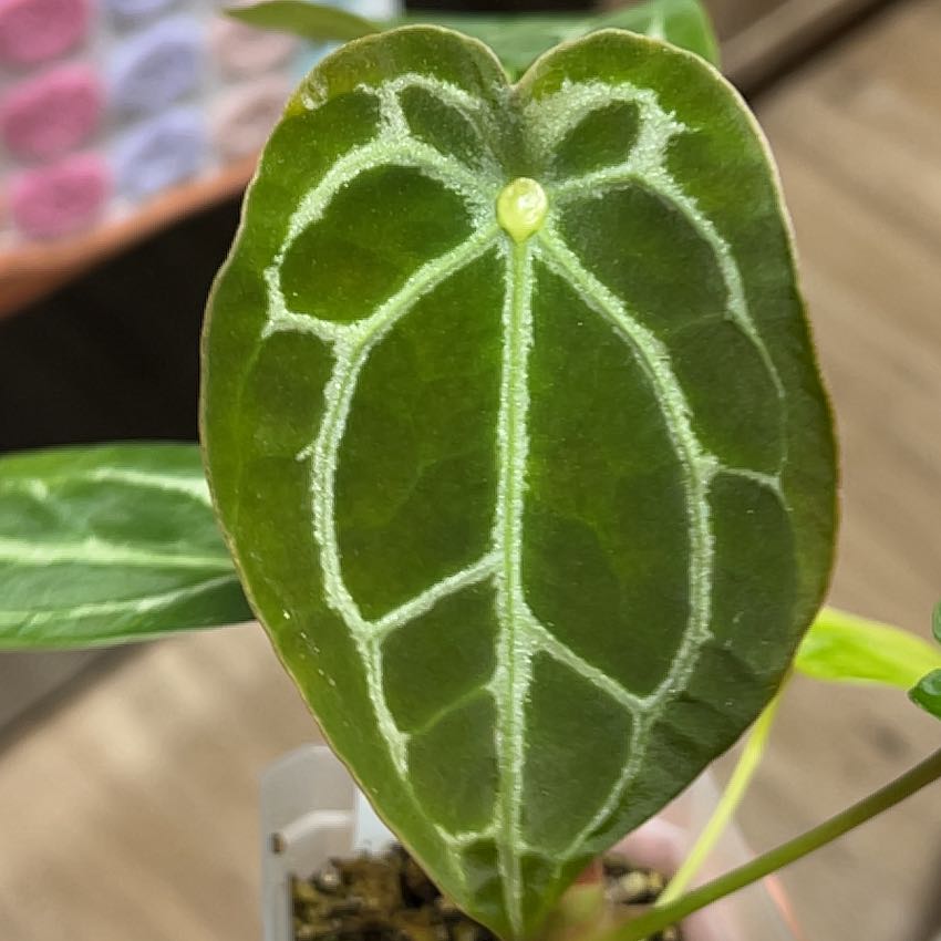 Photo of the plant species Anthurium forgetii x crystallinum by @MomentousBonsai named Demogorgon NSE red crystal x forgetii on Greg, the plant care app