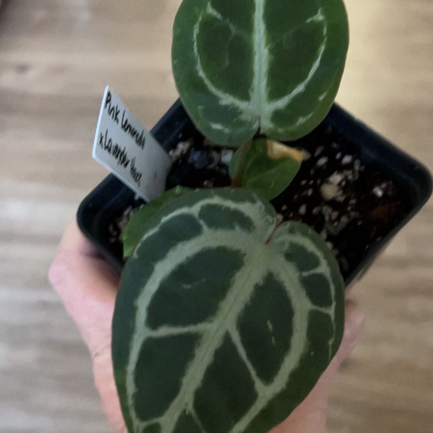 Photo of the plant species Pink Lemonade x Mag Verde by @MomentousBonsai named Pink lemonade x lavender haze plant room on Greg, the plant care app