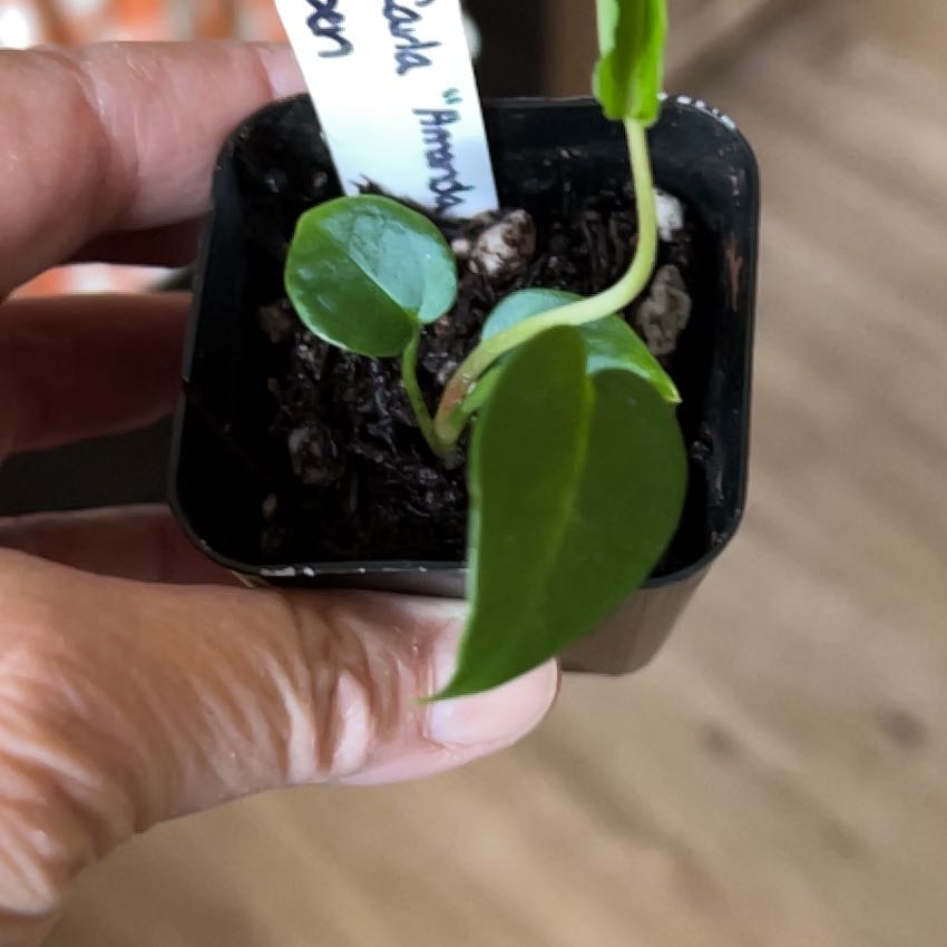 Photo of the plant species Anthurium forgetii by @MomentousBonsai named Forgetii x carla “Amanda” x open our room cabinet on Greg, the plant care app