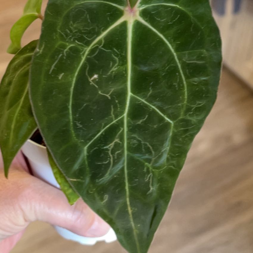 Photo of the plant species Anthurium Hybrid by @MomentousBonsai named Carlablackiae x crystallinum x tezula AOS x pap on Greg, the plant care app