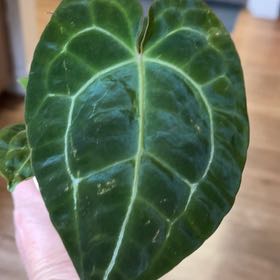 Photo of the plant species Anthurium Forgetii Magnificum by @MomentousBonsai named Forgetii DF AOS x black cry mag x doc block F2 on Greg, the plant care app