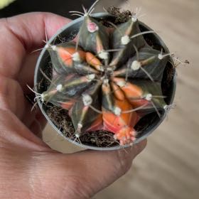 Photo of the plant species Moon Cactus by @MomentousBonsai named Miley dining room window on Greg, the plant care app