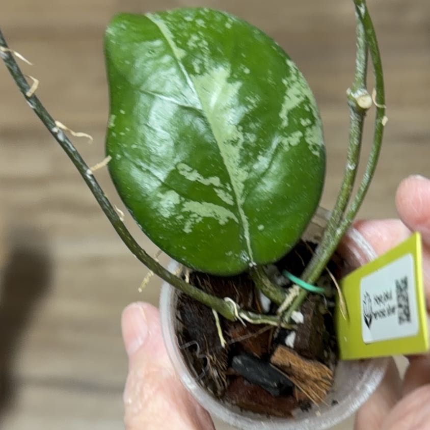 Photo of the plant species Hoya nervosa by @MomentousBonsai named Hoya jokul nervosa silver dining room window shelf on Greg, the plant care app
