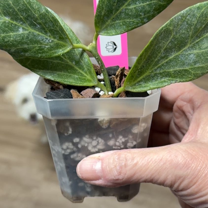 Photo of the plant species Hoya obscura 'Cryptic Chrome' by @MomentousBonsai named Hoya obscura silver dining room window shelf on Greg, the plant care app