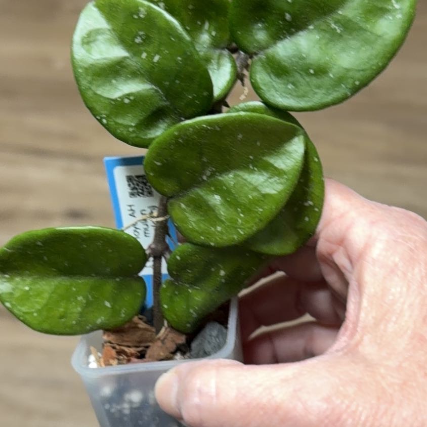 Photo of the plant species Hoya purpureofusca by @MomentousBonsai named Hoya AH mulan splash dining room window on Greg, the plant care app