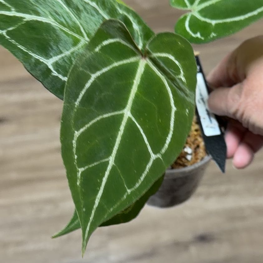 Photo of the plant species Anthurium King of Spades by @MomentousBonsai named ^HU/King of spades x red spider x self on Greg, the plant care app