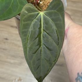 Photo of the plant species Anthurium RLFSx(CarlaxAOS) by @MomentousBonsai named ^Red Beauty x RLFS white cabinet on Greg, the plant care app