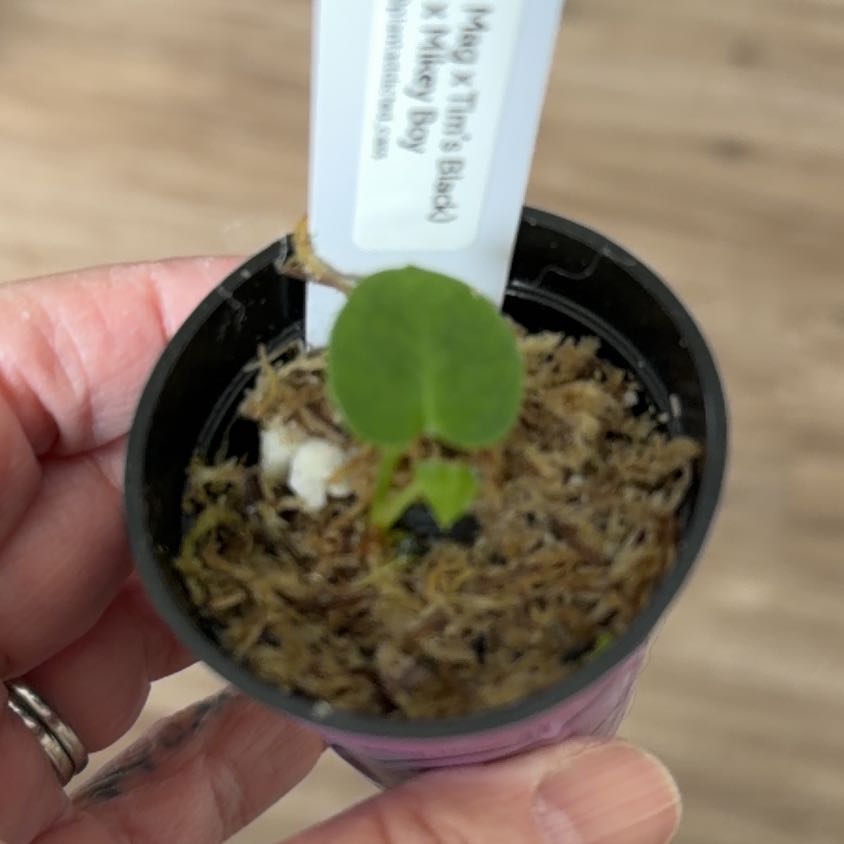 Photo of the plant species Anthurium Magnificum X Michelle by @MomentousBonsai named ^Tim’s Mag x Tim’s Black x Mikey Boy on Greg, the plant care app