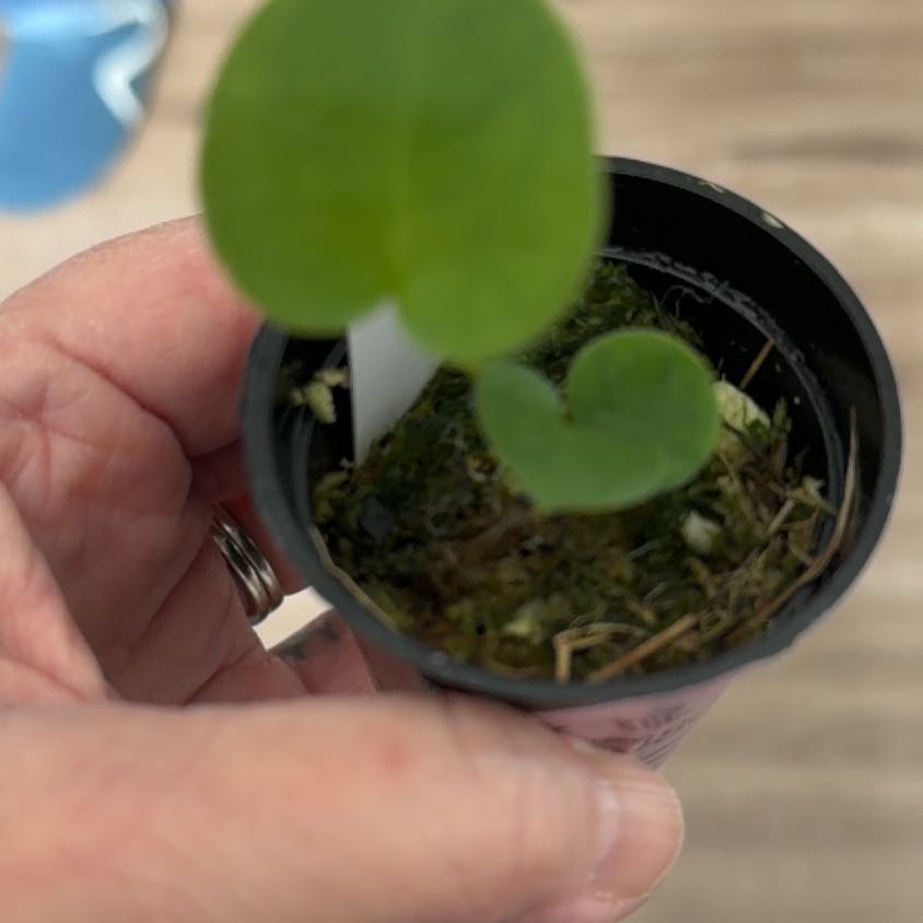 Photo of the plant species Anthurium King of Spades by @MomentousBonsai named ^KOS x SKG Grey on Greg, the plant care app
