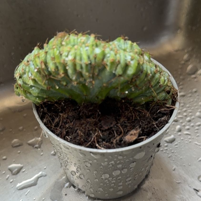 Photo of the plant species Crested Blue Flame by @MomentousBonsai named Fernie Mercury dining room window on Greg, the plant care app