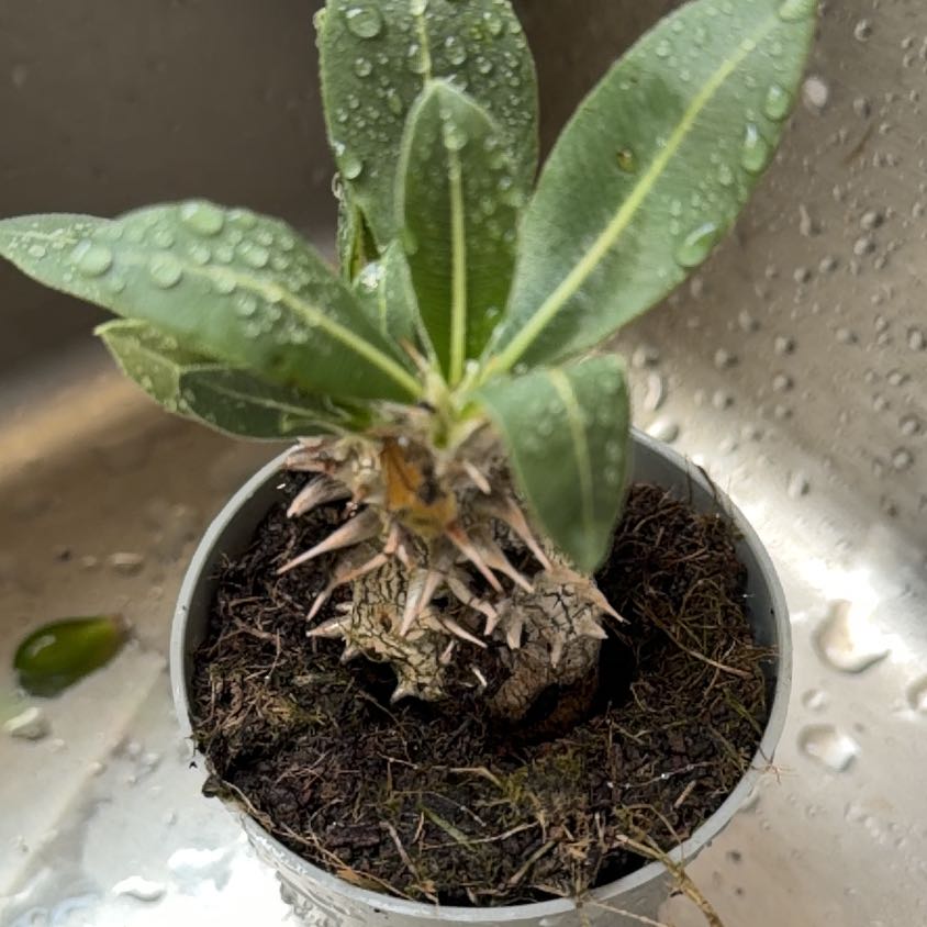 Photo of the plant species Horombe Clubfoot by @MomentousBonsai named Sigmund dining room window on Greg, the plant care app