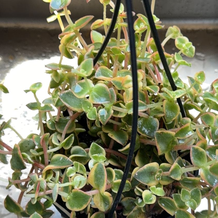 Photo of the plant species Calico Kitten by @MomentousBonsai named Hemingway hanging kitchen on Greg, the plant care app