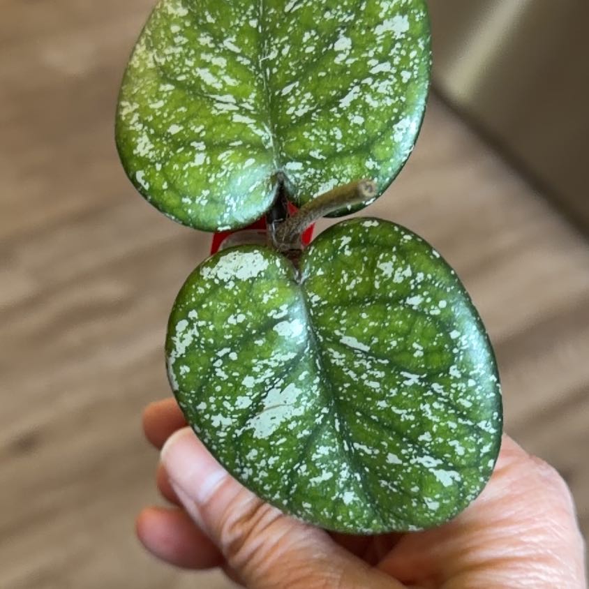 Photo of the plant species Hoya bonii by @MomentousBonsai named Aria on Greg, the plant care app