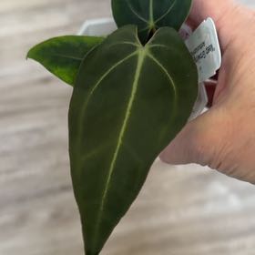 Photo of the plant species David Portilla Dreams by @MomentousBonsai named ^NSE Port x Carla OG1 our room cabinet on Greg, the plant care app