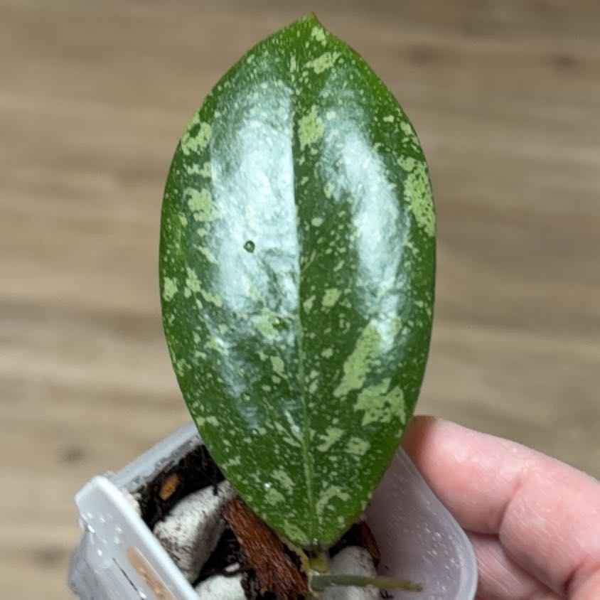Photo of the plant species Hoya Chicken Farm by @MomentousBonsai named Heavens Peak swiffers dream x chicken farm on Greg, the plant care app