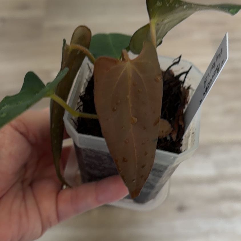 Photo of the plant species Anthurium NOID by @MomentousBonsai named “Bench” hybrid on Greg, the plant care app