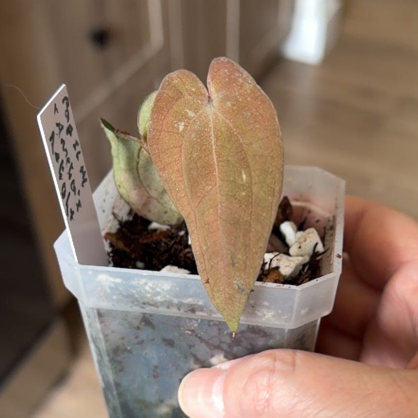Photo of the plant species Anthurium papillilaminum by @MomentousBonsai named Amelia’s Delight on Greg, the plant care app