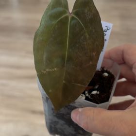 Photo of the plant species Anthurium papillilaminum by @MomentousBonsai named Amelia’s Delight on Greg, the plant care app