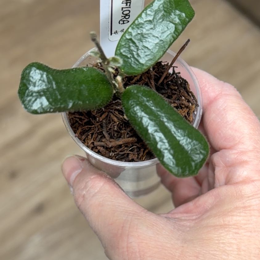 Photo of the plant species Hoya rotundiflora by @MomentousBonsai named Khaleesi on Greg, the plant care app