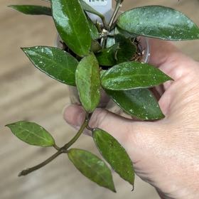 Photo of the plant species Hoya 'Rebecca' by @MomentousBonsai named Miley on Greg, the plant care app